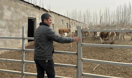 如孜买买提每天都会把牛羊赶出圈外让它们活动。