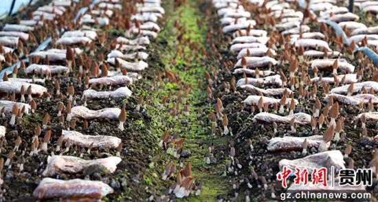 羊肚菌长势良好。万再祥 摄 羊肚菌长势良好。万再祥 摄