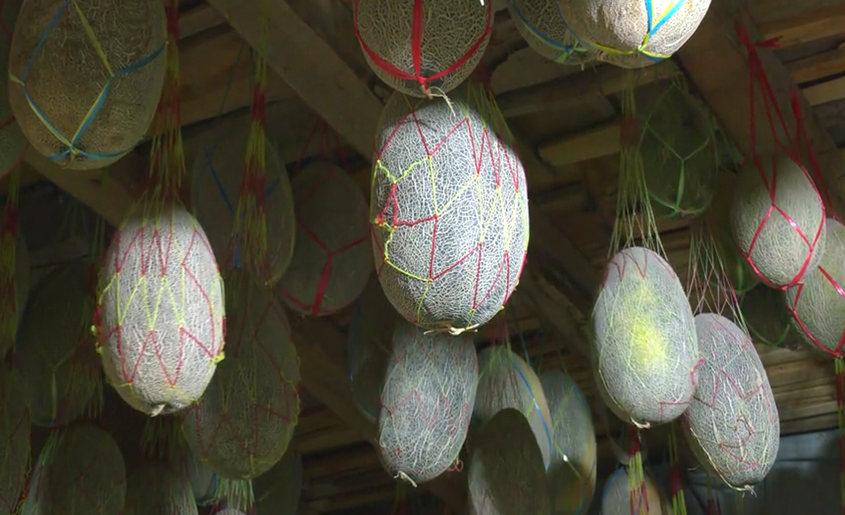 巴楚甜瓜冬日热销 传统储藏法助农增收