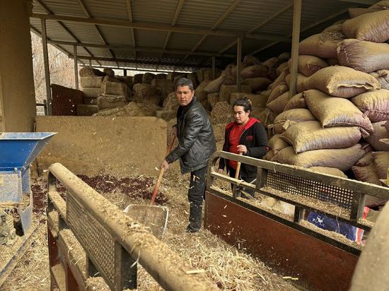 如孜买买提与苏地尼沙夫妇忙着储备牛羊冬天的饲草料。
