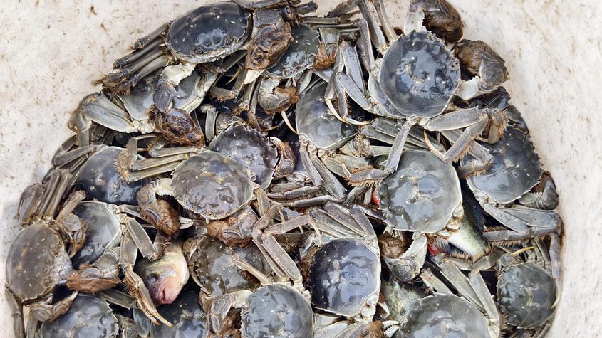 巴楚：沙漠大闸蟹冬季冰捕正当时