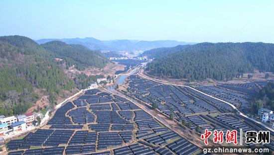 岑巩县天星乡东兴村羊肚菌种植基地。万再祥 摄 岑巩县天星乡东兴村羊肚菌种植基地。万再祥 摄