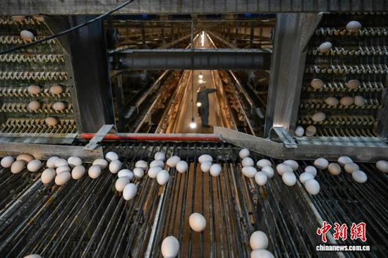 1月20日，贵州省毕节市七星关区撒拉溪镇撒拉社区蛋鸡智能化养殖基地，鸡蛋通过自动传送带。中新社记者 瞿宏伦 摄