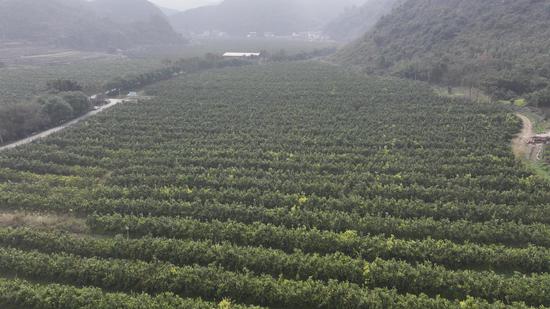 木引镇沃柑种植基地一角 木引镇沃柑种植基地一角