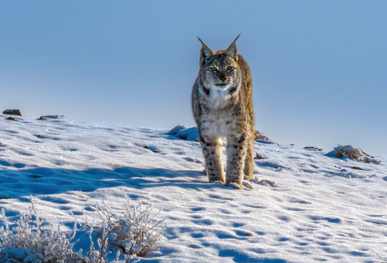 欧亚猞猁四肢修长有力，行走时爪垫落地无声，便于隐蔽接近猎物。克拉玛依融媒记者 闵勇 摄