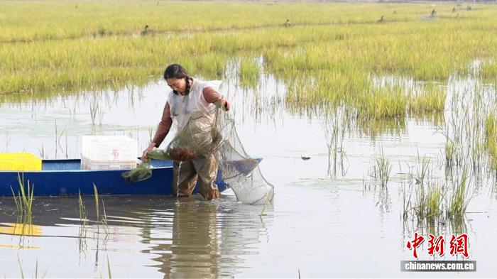 “一田双收” 广西桂平小龙虾产业铺就乡村致富路