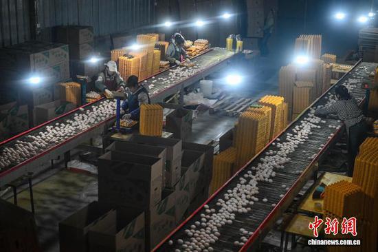 1月20日，贵州省毕节市七星关区撒拉溪镇撒拉社区蛋鸡智能化养殖基地，工人将鸡蛋装箱。中新社记者 瞿宏伦 摄