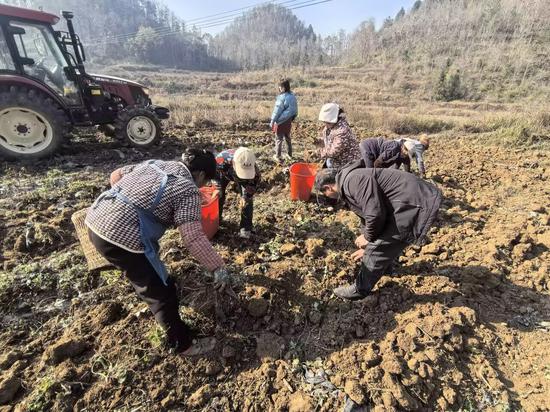 村民正在捡拾丹参 村民正在捡拾丹参