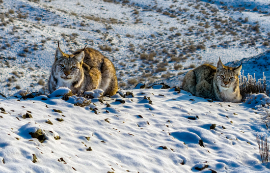 两只欧亚猞猁趴在雪地中晒太阳。克拉玛依融媒记者 闵勇 摄