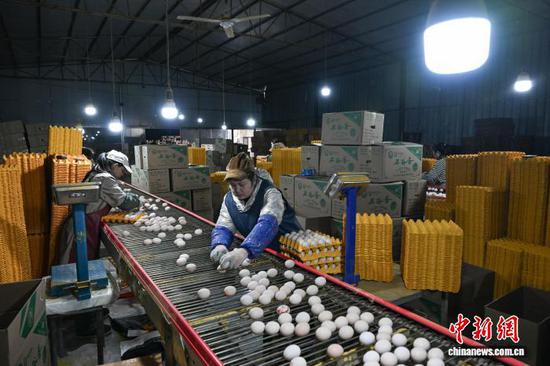 1月20日，贵州省毕节市七星关区撒拉溪镇撒拉社区蛋鸡智能化养殖基地，工人将鸡蛋装箱。中新社记者 瞿宏伦 摄