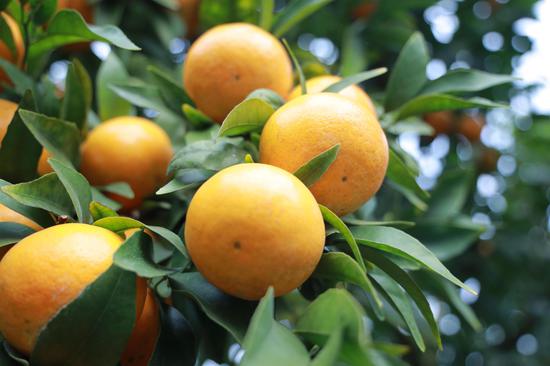 沃柑挂满枝头 沃柑挂满枝头