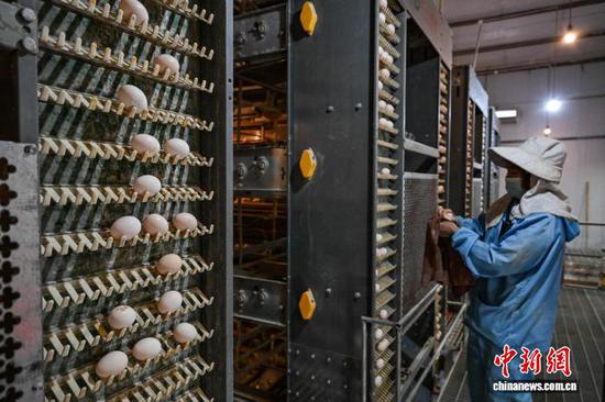 1月20日，贵州省毕节市七星关区撒拉溪镇撒拉社区蛋鸡智能化养殖基地，工人在查看自动集蛋设备运行情况。中新社记者 瞿宏伦 摄