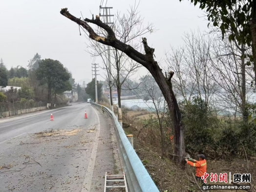图为消除行道树安全隐患 图为消除行道树安全隐患