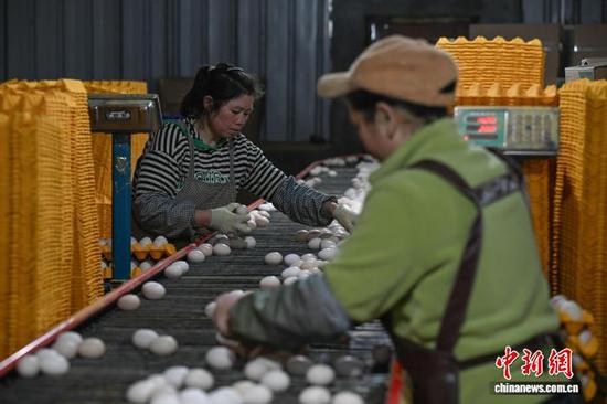 1月20日，贵州省毕节市七星关区撒拉溪镇撒拉社区蛋鸡智能化养殖基地，工人将鸡蛋装箱。中新社记者 瞿宏伦 摄