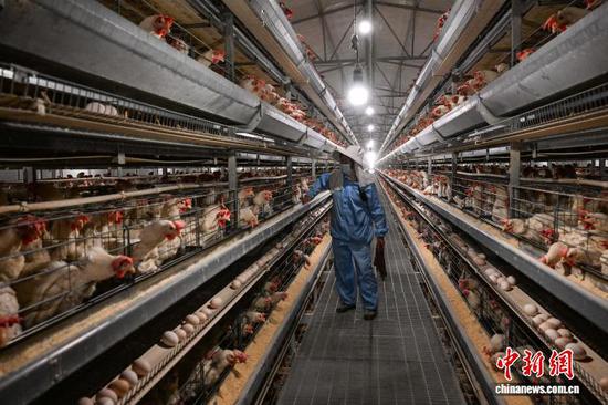 1月20日，贵州省毕节市七星关区撒拉溪镇撒拉社区蛋鸡智能化养殖基地，工人在鸡舍巡视。中新社记者 瞿宏伦 摄