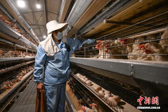 1月20日，贵州省毕节市七星关区撒拉溪镇撒拉社区蛋鸡智能化养殖基地，工人在检查自动给水装置。近年来，七星关区积极探索蛋鸡养殖产业化经营模式，依托得天独厚的自然资源优势，引进自动化、智能化蛋鸡养殖项目，推动产业发展提档升级。该基地现存栏蛋鸡66万羽，喂料、集蛋、控温等工序全部实现自动化运行，蛋鸡生产车间单日产蛋达1000件，年度产鸡蛋1.5亿枚，年度销售额8600万元人民币。中新社记者 瞿宏伦 摄