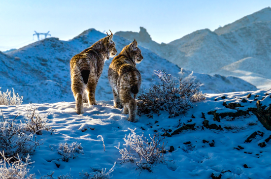 1月18日，两只国家二级保护野生动物——欧亚猞猁现身克拉玛依市郊。克拉玛依融媒记者 闵勇 摄