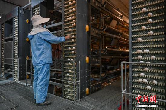 1月20日，贵州省毕节市七星关区撒拉溪镇撒拉社区蛋鸡智能化养殖基地，工人在查看自动集蛋设备运行情况。中新社记者 瞿宏伦 摄