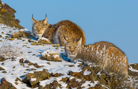 两只欧亚猞猁趴在山坡上。克拉玛依融媒记者 闵勇 摄