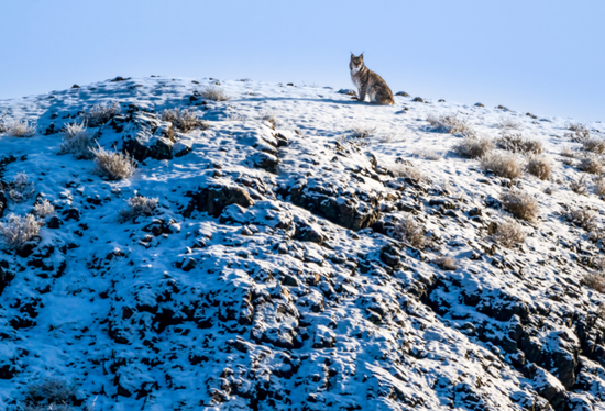 一只欧亚猞猁伫立在山坡上远眺。克拉玛依融媒记者 闵勇 摄