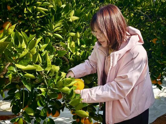 图为汪丽霞正在向记者介绍胡柚品种和种植技术（农民日报全媒体记者 朱海洋 摄）