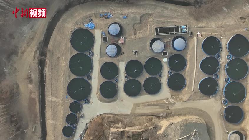 新疆吐鲁番市2026年首批三文鱼迎丰收