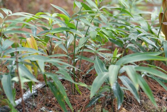 林下中药材长势喜人 林下中药材长势喜人