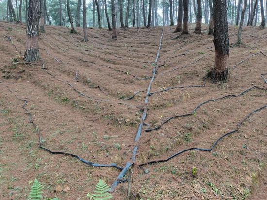 仿野生中药材种植基地 仿野生中药材种植基地