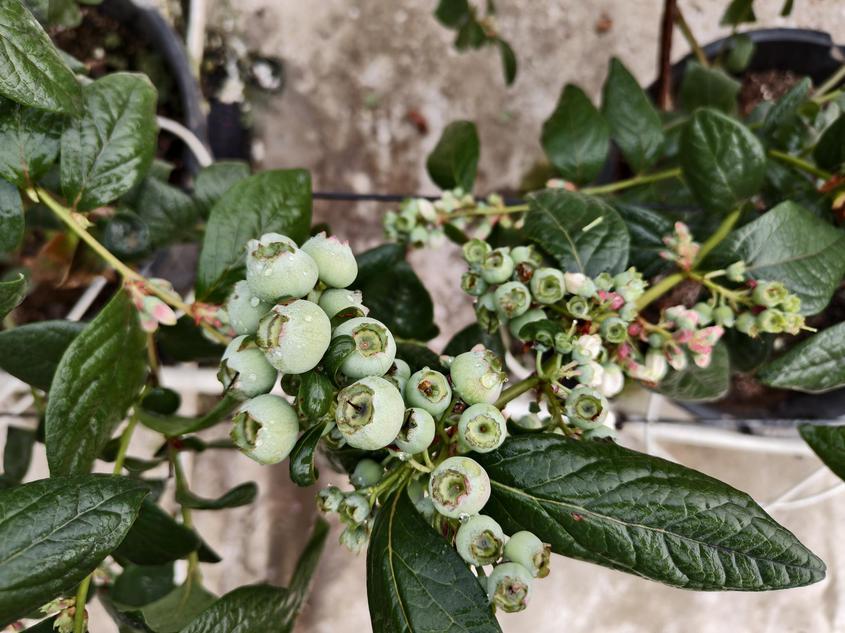 十四团打开致富新“蓝海”