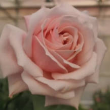 “这朵花，就叫‘娇龙’吧！”