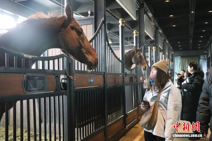 台湾青年乌鲁木齐赏马
