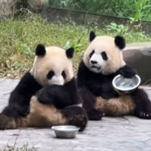 新疆也能看大熊猫了！一对国宝大熊猫将“落户”乌鲁木齐！