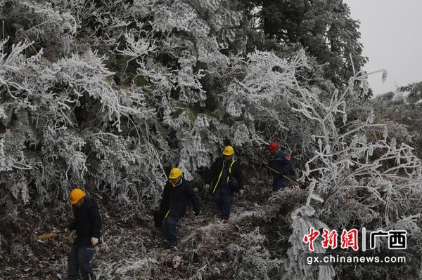 桂林供电局组织专业技术人员开展线路特巡。谢忠敏 摄 桂林供电局组织专业技术人员开展线路特巡。谢忠敏 摄