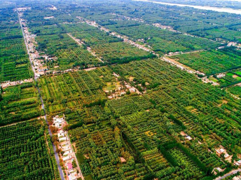 喀什林果“品牌天团”强势崛起