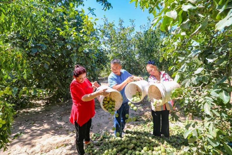 核桃丰收。（资料图）叶城县融媒体中心记者 马甲兵 摄