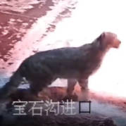 雪豹出没！可可托海国际滑雪度假区提醒：不要靠近！