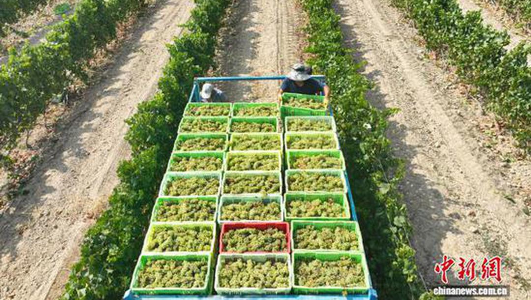 宁夏建立联合执法机制 筑牢贺兰山东麓葡萄酒质量安全防线