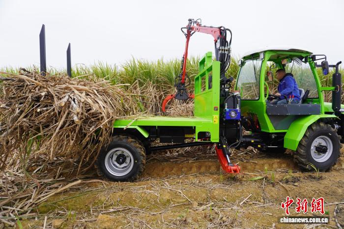 专家齐聚广西破解甘蔗机收“第一刀”难题