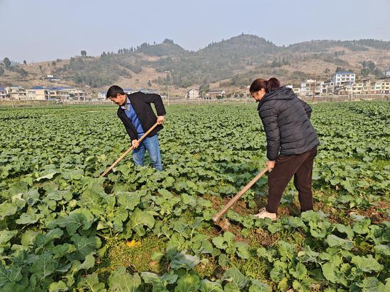 农技专家手把手指导农户开展低温防护 农技专家手把手指导农户开展低温防护