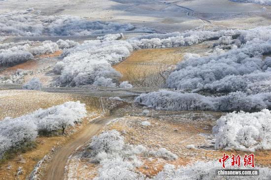 受寒潮天气影响,1月22日,贵州省毕节市威宁彝族回族苗族自治县雪山镇灼甫草场出现雾凇景观。 受寒潮天气影响,1月22日,贵州省毕节市威宁彝族回族苗族自治县雪山镇灼甫草场出现雾凇景观。
