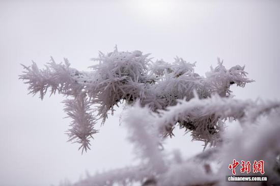 图为贵州省从江县丙妹镇宰略村党尚山出现的雾凇景观。吴德军 摄