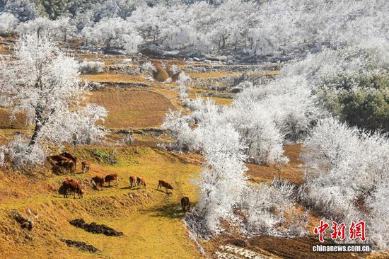 受寒潮天气影响,1月22日,贵州省毕节市威宁彝族回族苗族自治县雪山镇灼甫草场出现雾凇景观。 受寒潮天气影响,1月22日,贵州省毕节市威宁彝族回族苗族自治县雪山镇灼甫草场出现雾凇景观。