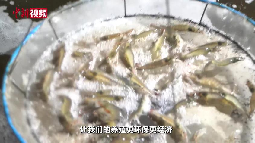 新疆乌鲁木齐养出南美白对虾 年产达150吨 新疆乌鲁木齐养出南美白对虾 年产达150吨