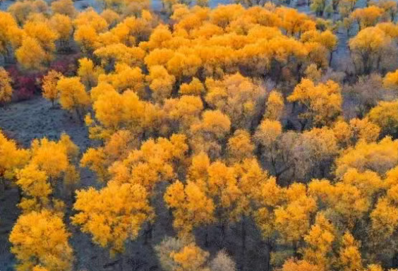 新疆塔克拉玛干荒漠生态与防沙治沙实践基地获批复