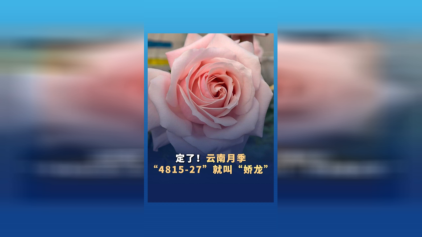 定了!云南月季“4815-27”就叫“娇龙” 定了!云南月季“4815-27”就叫“娇龙”