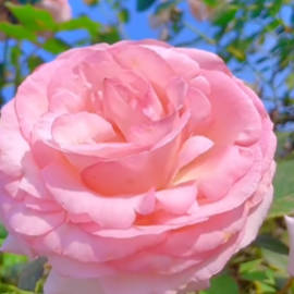 定了！编号4815-27云南月季，就叫“娇龙”！