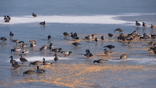 5c491586003e73da4a84cf7d0e48aa55