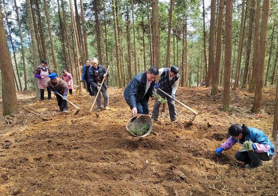 何坝街道鱼塘村村民种植板蓝根。陈伟 摄 何坝街道鱼塘村村民种植板蓝根。陈伟 摄
