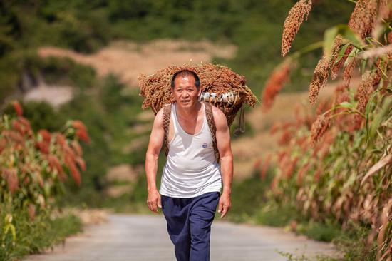 仁怀糯高粱收获