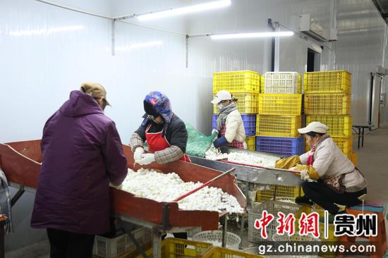 工人对蚕丝进行分拣